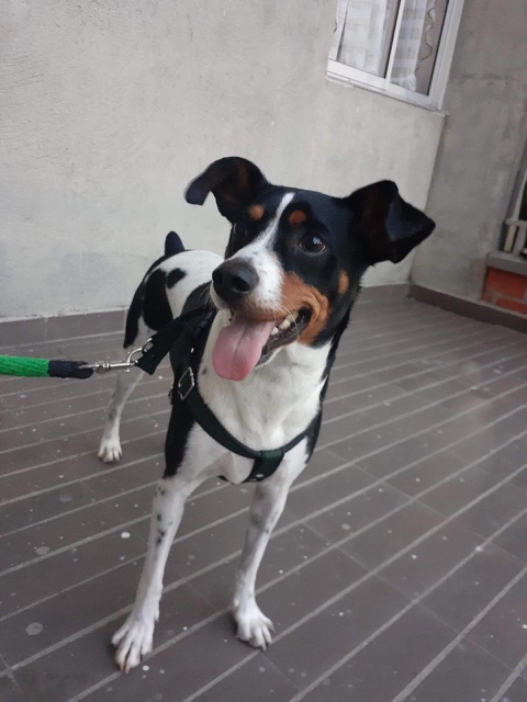 Three phone photos of Jugo, the real dog