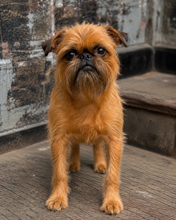 Three phone photos of Mr. Bungles, a Brussels Griffon